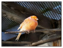 Kanarienvogel orange